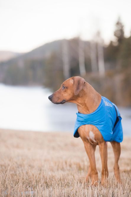 Hovedbilde Non-stop dogwear Blest jacket varmedekken