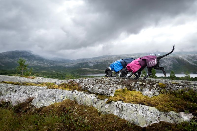 Non-stop dogwear Fjord raincoat dekken