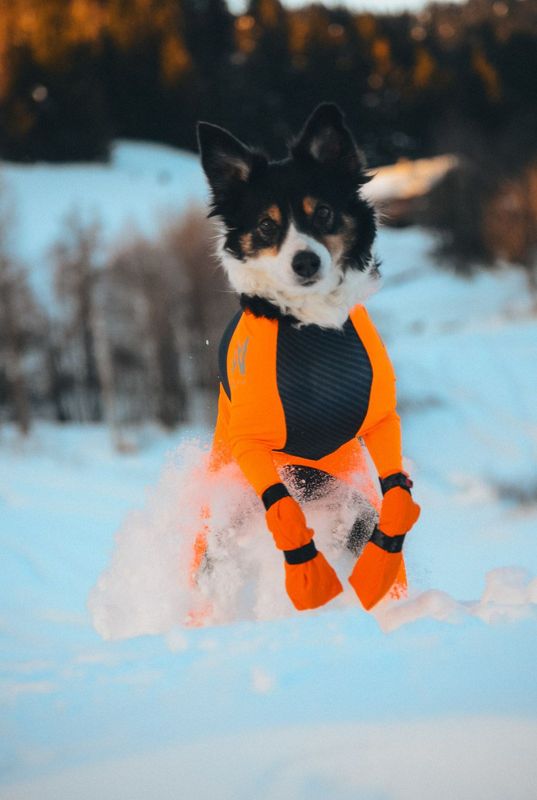 Non-stop dogwear Contact bootie high potesokk