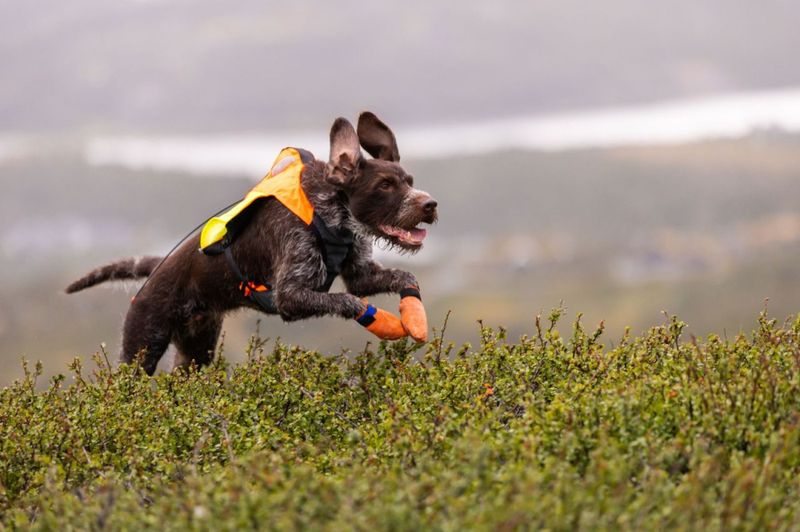 Non-stop dogwear Protector vest GPS 2.0