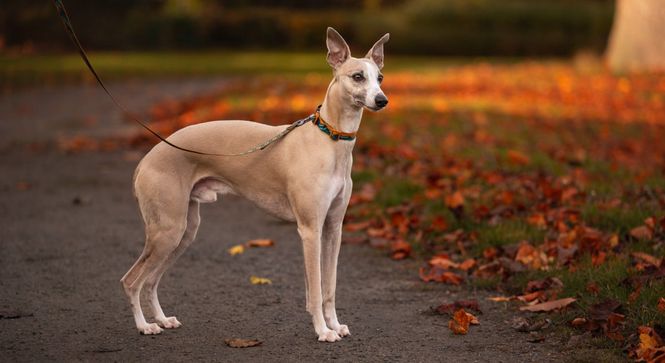 Hovedbilde Non-stop dogwear Trail quest collar Rachel Pohl ...