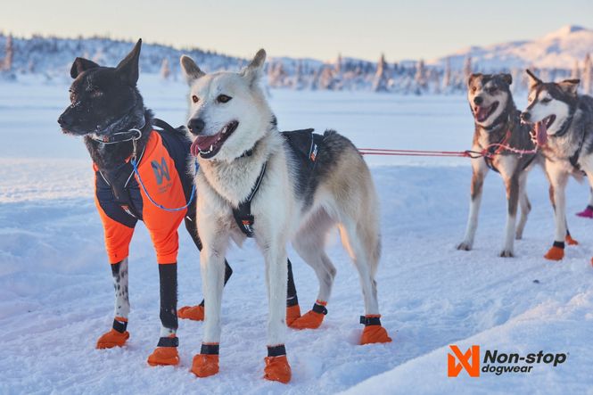 Hovedbilde Non-stop dogwear Nansen nome harness 5.0