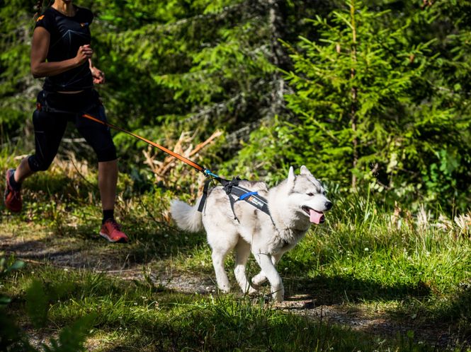 Hovedbilde Non-stop dogwear Freemotion harness sele