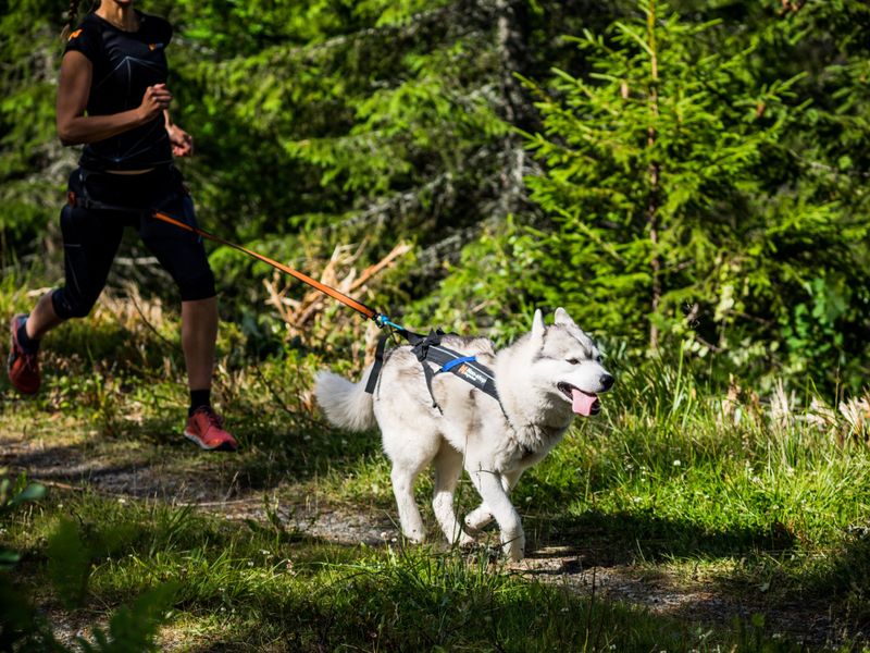 Non-stop dogwear Freemotion harness sele