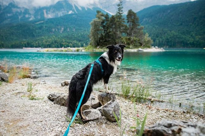 Hovedbilde Non-stop dogwear Line harness 5.0