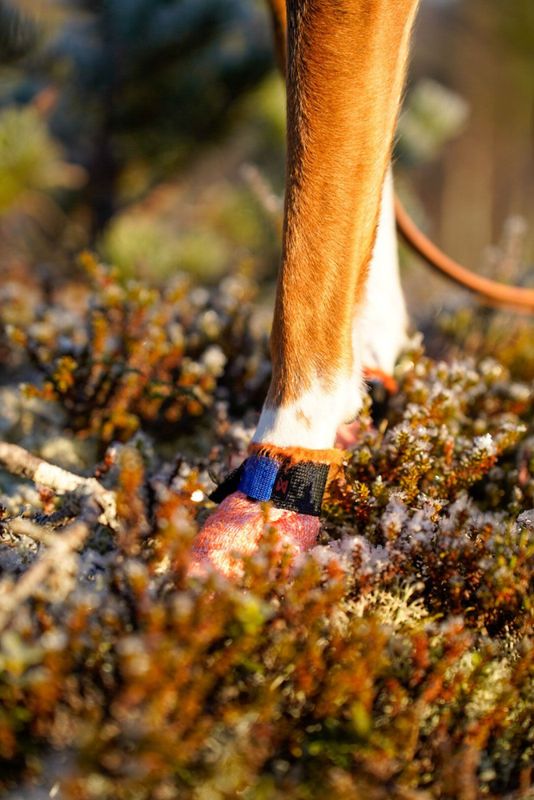 Non-stop dogwear Protector light socks