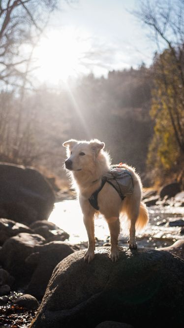 Hovedbilde Non-stop dogwear Trail light dog backpack