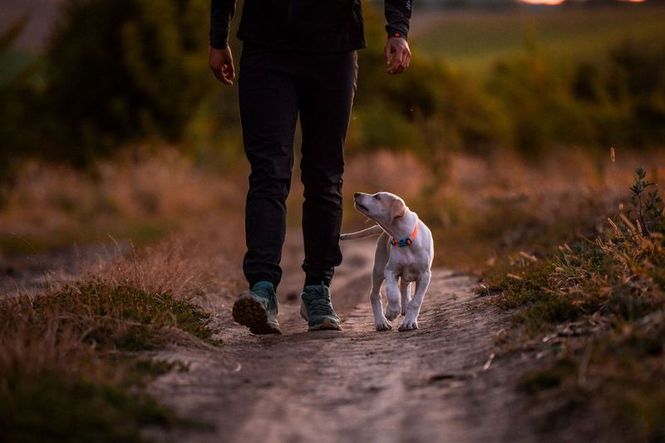 Hovedbilde Non-stop dogwear Tumble collar