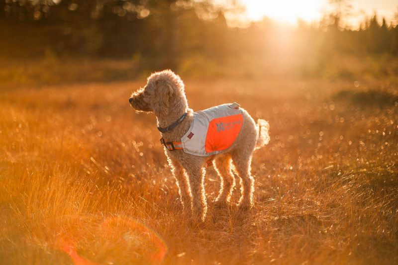 Non-stop dogwear Tumble collar