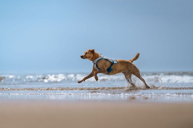 Hovedbilde Non-stop dogwear Cooling vest