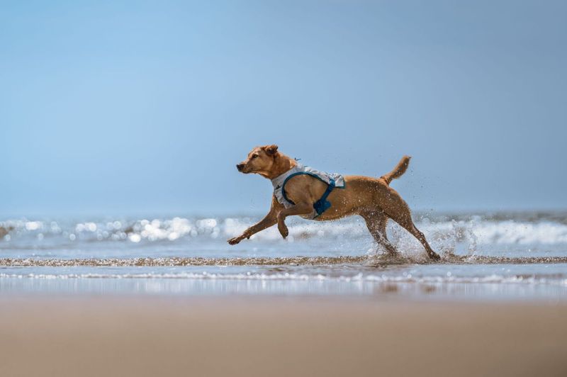 Non-stop dogwear Cooling vest