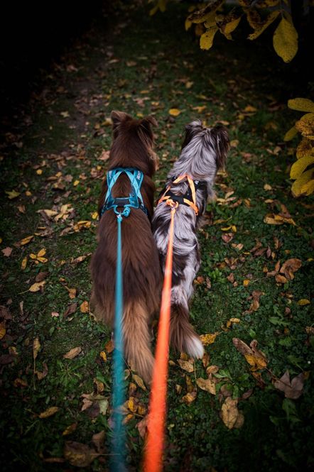 Hovedbilde Non-stop dogwear Rush harness