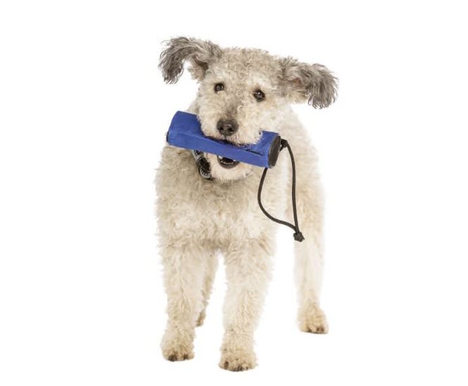 Hovedbilde COA Retriever