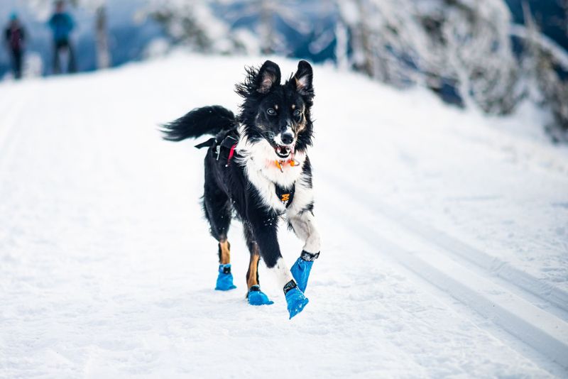 Non-stop dogwear Long distance bootie potesokk