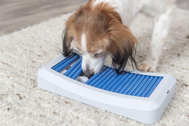 Hovedbilde Hjernetrim Dog Activity Rod Board Level 1