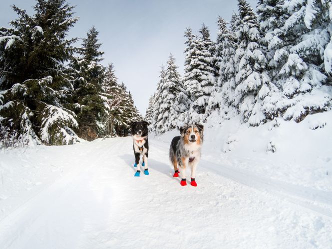 Hovedbilde Non-stop dogwear Long distance bootie potesokk