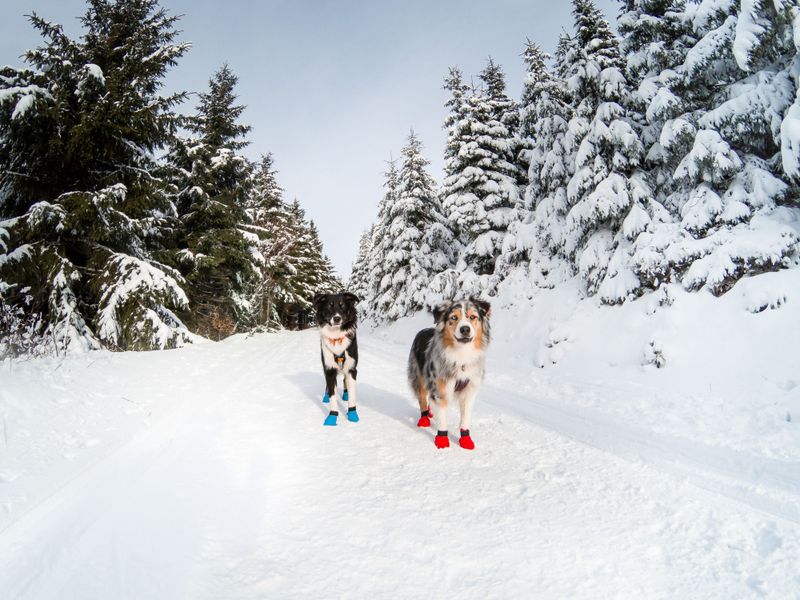 Non-stop dogwear Long distance bootie potesokk