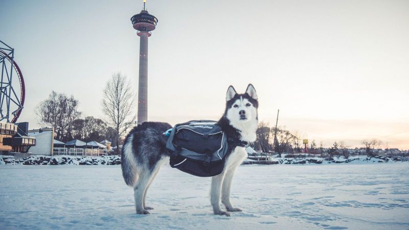 Non-stop dogwear Amundsen pack