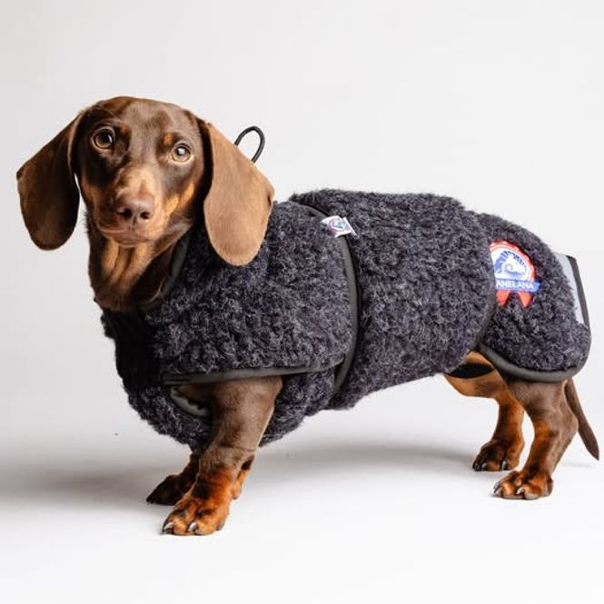 Hovedbilde CANELANA Ambassadør Ulldekken Hund Dachs