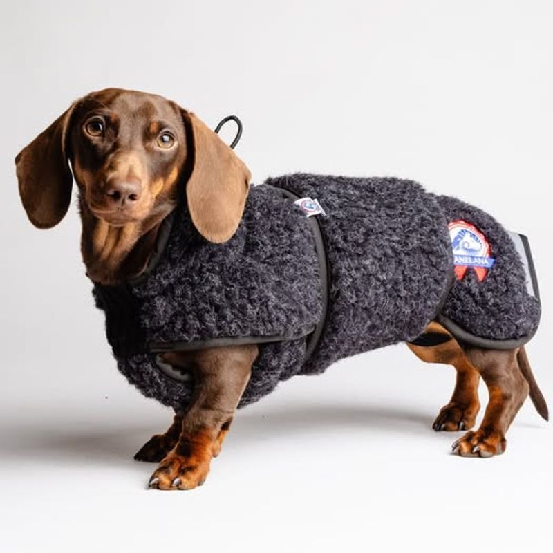 CANELANA Ambassadør Ulldekken Hund Dachs