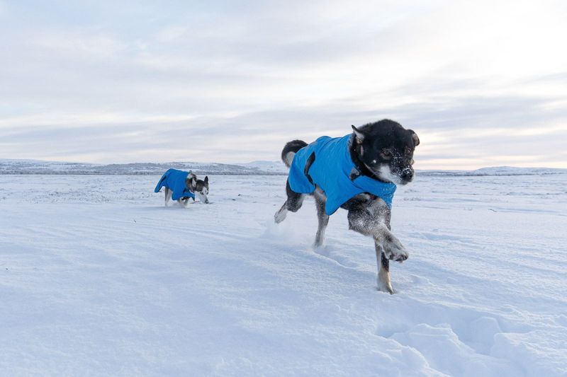 Non-stop dogwear Blest jacket varmedekken