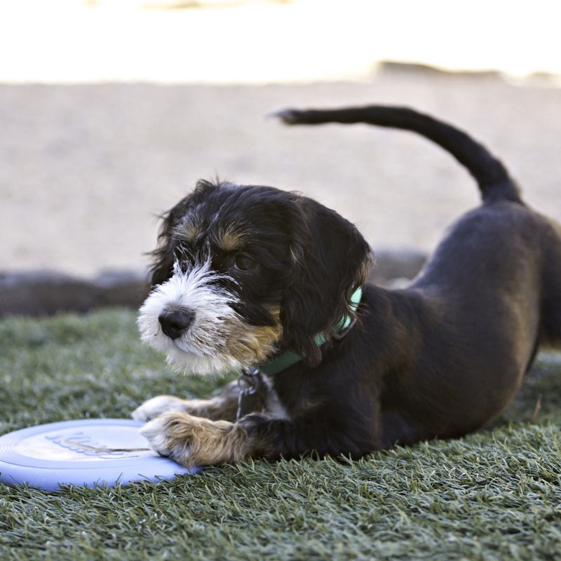 Hundeleke KONG Puppy Flyer Frisbee